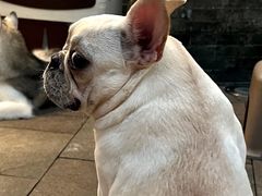 -柯斗斗主题餐厅·狗咖·围炉煮茶·茶饮(国瑞升平里店)