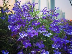 -海心沙亚运公园