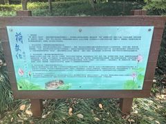 -陈家山荷花公园