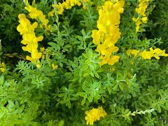 -双季花艺园艺市场(浦东店)
