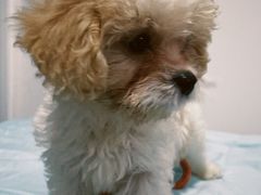 -翊宠yipet猫狗购宠庄园犬舍•猫舍