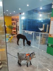 -神奇动物撸宠馆·羊驼·小浣熊·异宠(豫园店)