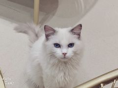 -藏猫猫咖啡主题馆(中央大道店)