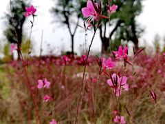 -汉长安城未央宫国家考古遗址公园
