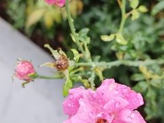 -人民公园(罗湖区)