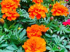 -北京市海淀外国语实验学校