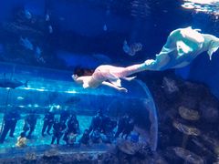 -华夏文旅海洋公园