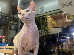 -八公叔叔宠物美容连锁(春申店)