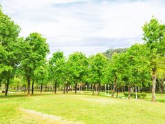 -顺峰山公园