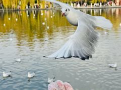 -翠湖宾馆·中餐厅