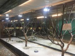 -上海大自然野生昆虫馆(东方明珠·爬宠昆虫探索中心)