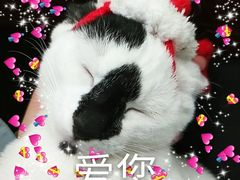 -奶牛家宠物酒店(嘉宏云顶店)