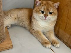 -中农大我爱我爱动物医院·核磁CT·猫病·24小时夜诊中心(石佛营店)