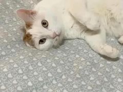 -纳吉亚猫专科动物医院博雅分院
