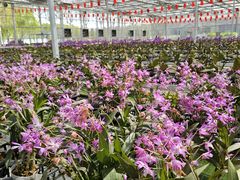 -兰陵国家农业公园