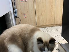 -喵喵咪呀布偶猫咖(春熙路店)