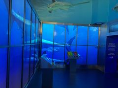 -迪拜水族馆及水下动物园