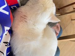 -Let's go狗咖·猫咖·奶狗·桌游(春熙路IFS店)