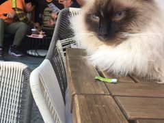 -喵屿·大理花园猫咖