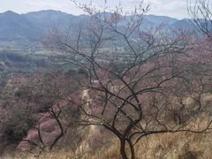 -新建村梅花