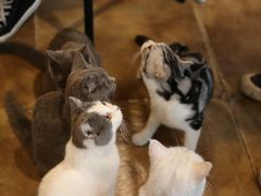 大堂-共舞时光猫咖·狗咖(新街口店)