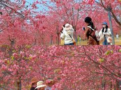 -天适樱花悠乐园