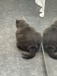 -飛凡TATTOO纹身•原创