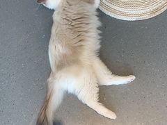 -飞行喵MR PILOT|猫舍·猫咖(静安大融城店)