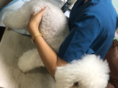 -A猫a狗全科·犬猫异宠·芥西宠物医院(南开总院)