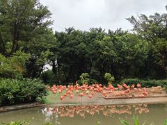 -广州长隆飞鸟乐园