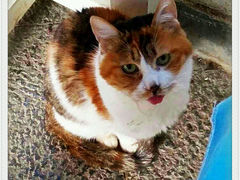 android_upload_pic-Anne猫窝咖啡屋