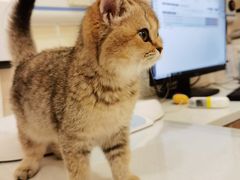 -萌兽医馆·犬猫专科·眼科中心·宠物医院(朝阳门分院)