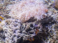-沙沙哗啦海洋馆(华宇百花谷店)