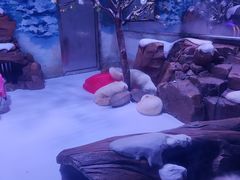 -上海海昌海洋公园-冰山北极馆