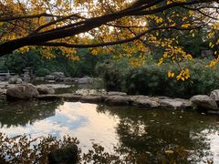 -神仙树公园