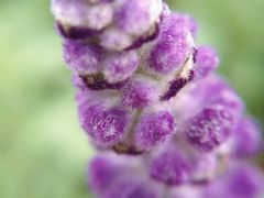 -广东茂名森林公园