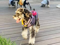 -百好乐宠物友好餐厅(朝外大街店)