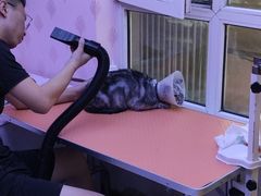 -喵百万·布偶·蓝金金渐层英短·猫舍(百子湾店)