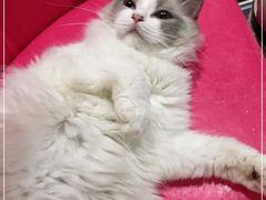 -Bastet sally猫舍购宠(静安店)