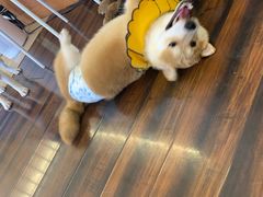 -豆柴町-柴犬主题狗咖(红鼎国际C座店)