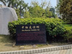 -中缅友谊树