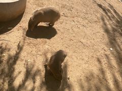 -石家庄市动物园