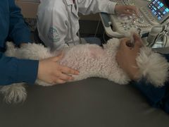 -谐和贝康宠物医院24小时·宠保定点(急重症转诊中心)