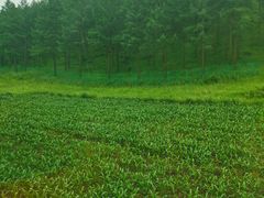 -塞罕坝国家级自然保护区