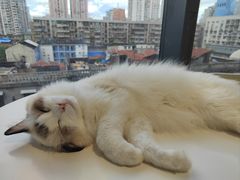 -怪兽屋·羊驼·猫咖·狗咖(俊华广场店)