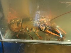 -广记海鲜(杨汊湖一店)