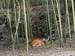 -鹿院坪生态旅游景区