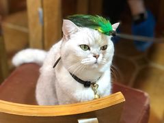 -李小姐の猫咖啡馆(五角场店)