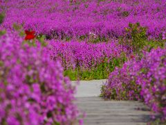 -花开海上生态园