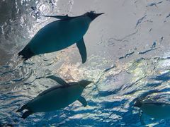 -珠海长隆海洋王国
